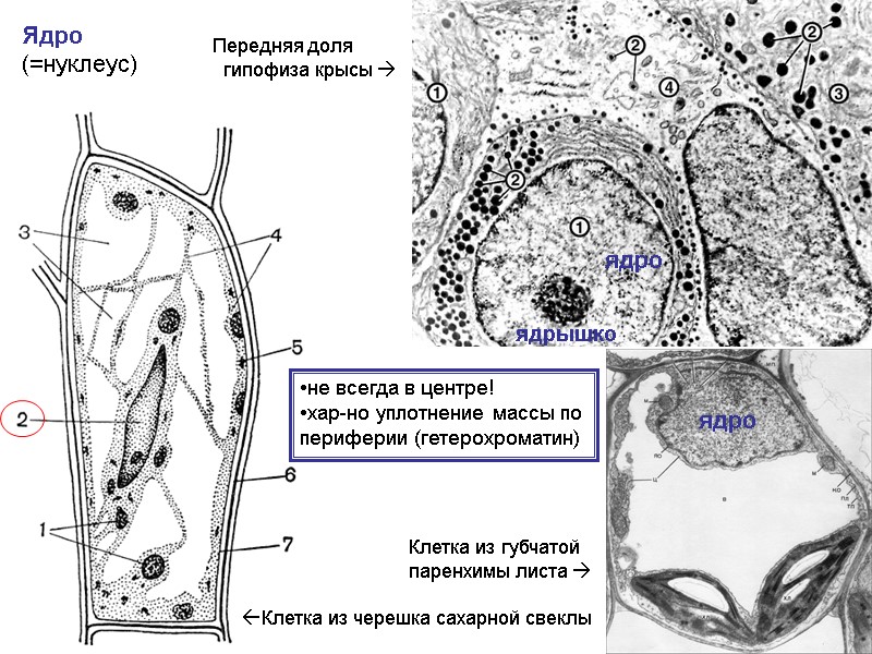 Ядро (=нуклеус) Клетка из черешка сахарной свеклы Передняя доля   гипофиза крысы 